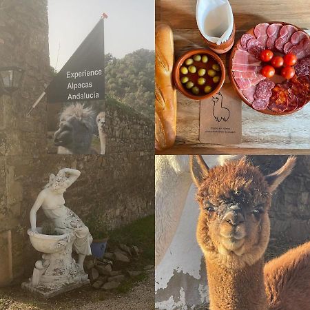 Appartement Experience Alpacas In Andalucia à Cordoue Extérieur photo