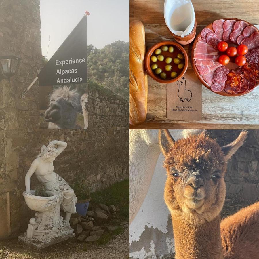 Appartement Experience Alpacas In Andalucia à Cordoue Extérieur photo