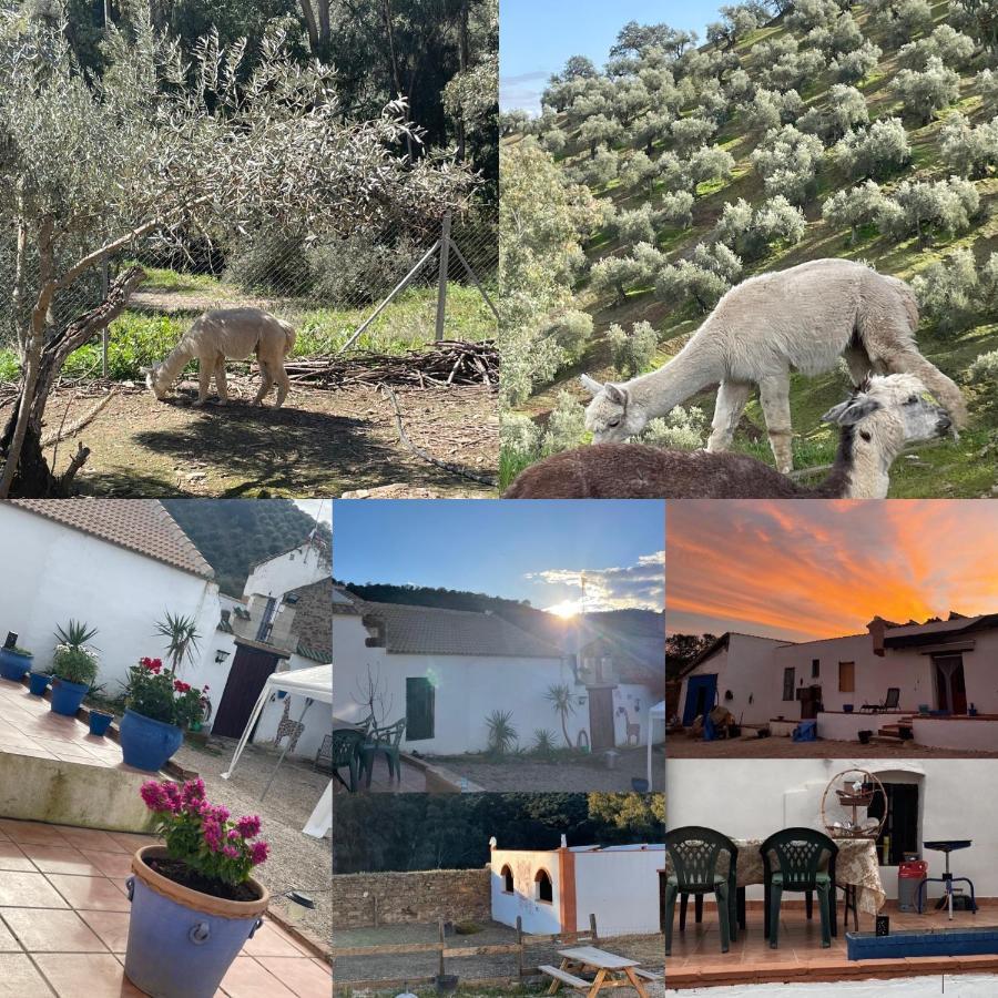 Appartement Experience Alpacas In Andalucia à Cordoue Extérieur photo