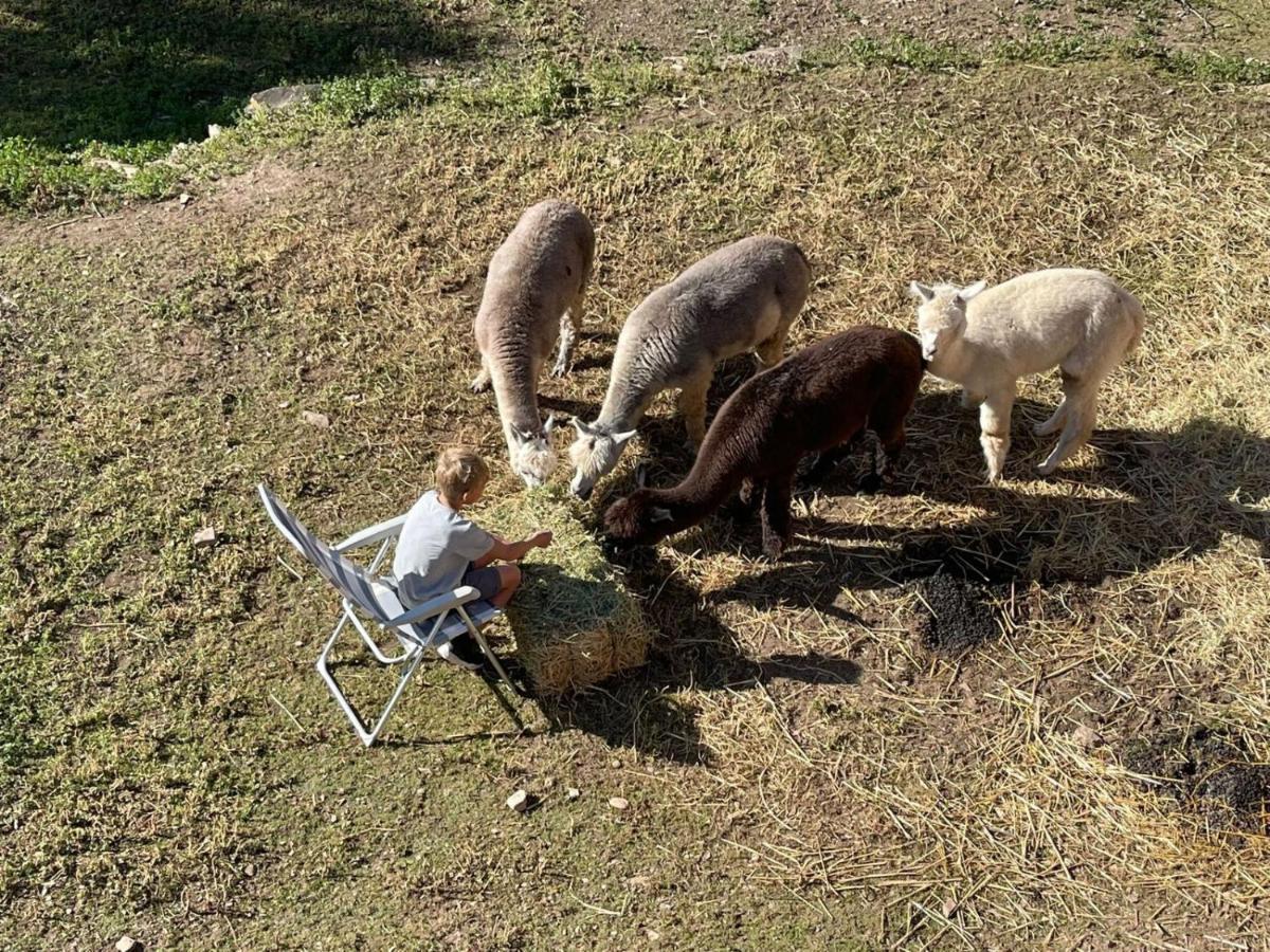 Appartement Experience Alpacas In Andalucia à Cordoue Extérieur photo