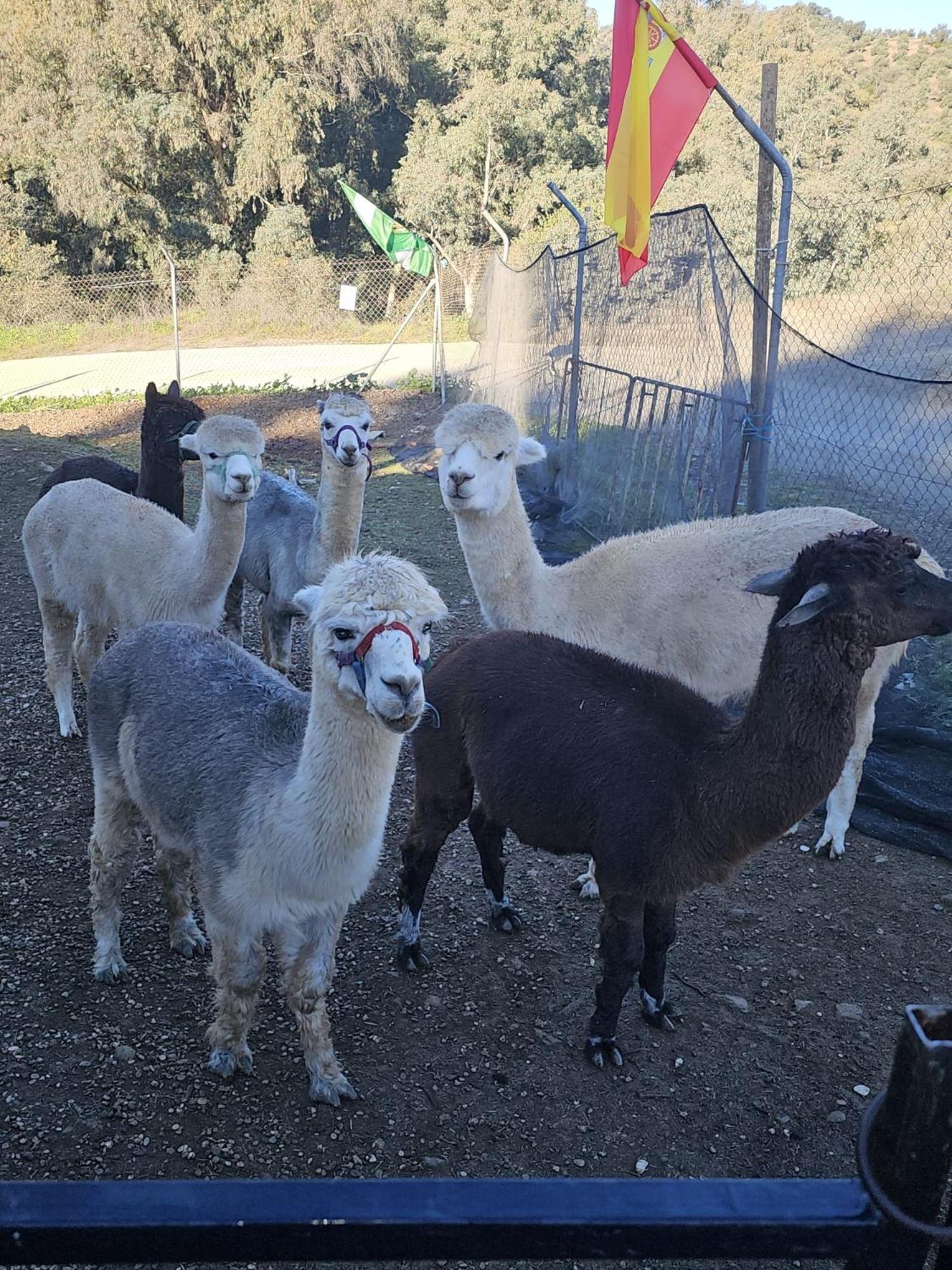 Appartement Experience Alpacas In Andalucia à Cordoue Chambre photo